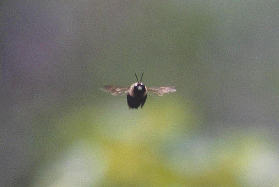 蜜蜂