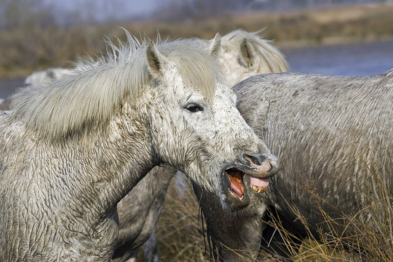 Camargue Horse, Herd standing in Swamp, Saintes Ma