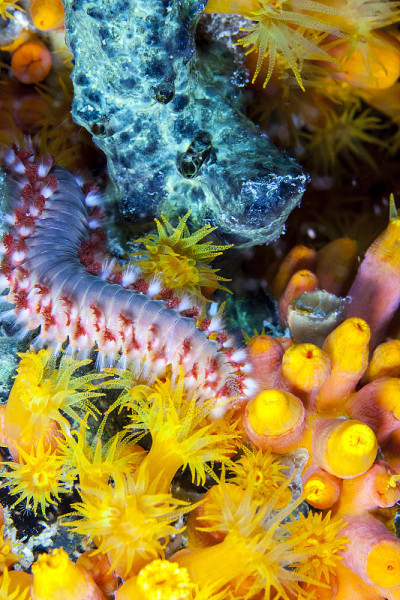 有髯火虫，carunculata