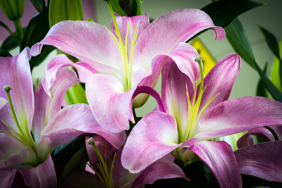 盛开的百合花的花蕾特写宏