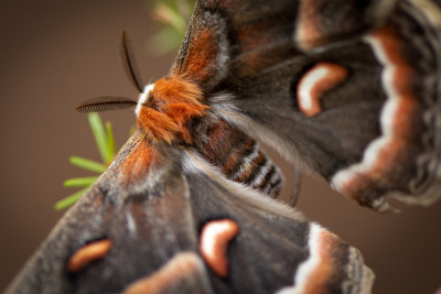 大的毛Cecropia