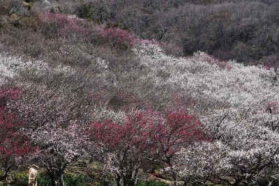 日本梅花花园