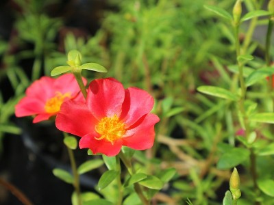 Rose Moss作为背景和墙纸