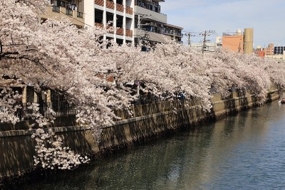 日本神奈川县横滨市大川河上盛开的樱花