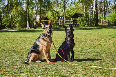 一只年轻的黑色德国牧羊犬和一只德国牧羊犬和拉布拉多猎犬的杂交犬。