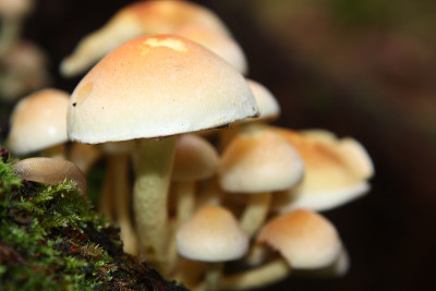 硫丛或丛生的伐木工蘑菇