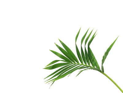 绿叶的棕榈树孤立在白色的背景