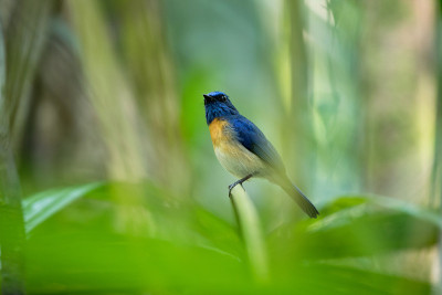 成年雄性马来西亚蓝色捕蝇鸟(Cyornis turcosus)