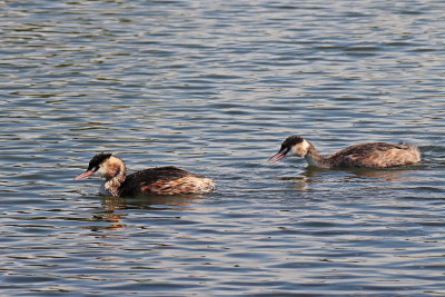 Grebe huppe - Grebe (Podiceps crista)。
