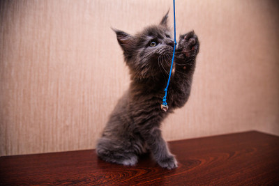 美丽的黑色小猫扮演缅因猫