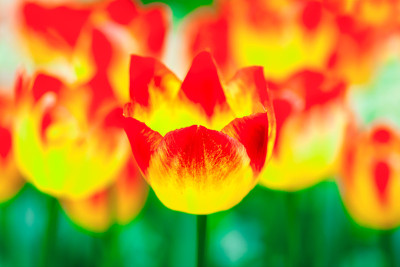 郁金香花的颜色抽象