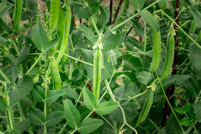 夏季花园收获豌豆，种植园有大量的豌豆荚