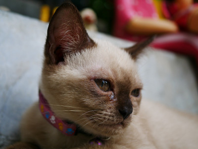 泰国的猫