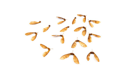 成熟的种子阿穆尔枫，槭银杏，孤立在白色背景