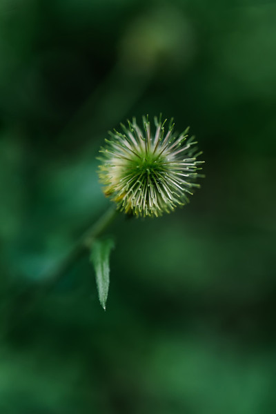 一个自然背景中的金姆阿勒皮克姆的特写镜头。
