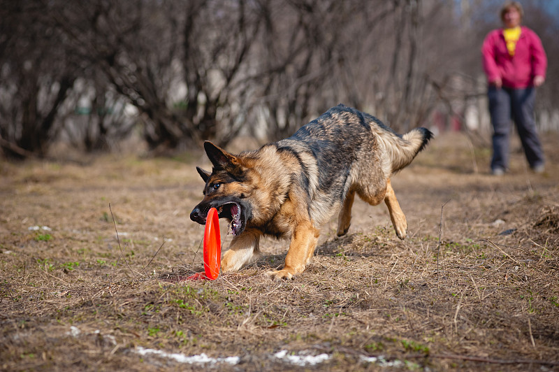 德国牧羊犬接飞盘