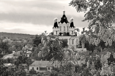 圣乔治大教堂和盛开的金合欢树的树枝(焦点)在Kamianets-Podilskyi，乌克兰。黑白滤镜