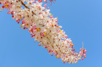 桂花在蓝天