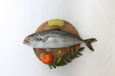 鲜黄油鱼/琥珀鱼/无鳔石首鱼(Seriola Dumerilli)以香草和蔬菜装饰，白色背景。有选择