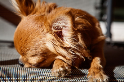 一种小型犬种吉娃娃