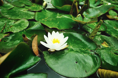 荷花