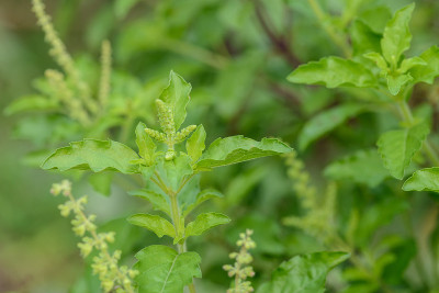 花园里的神圣罗勒，泰式罗勒，香料，泰式香草