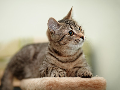 条纹的猫。