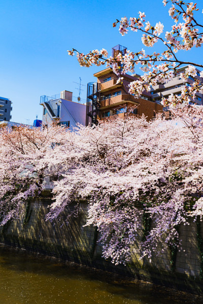 日本东京的春目黑河和樱花节