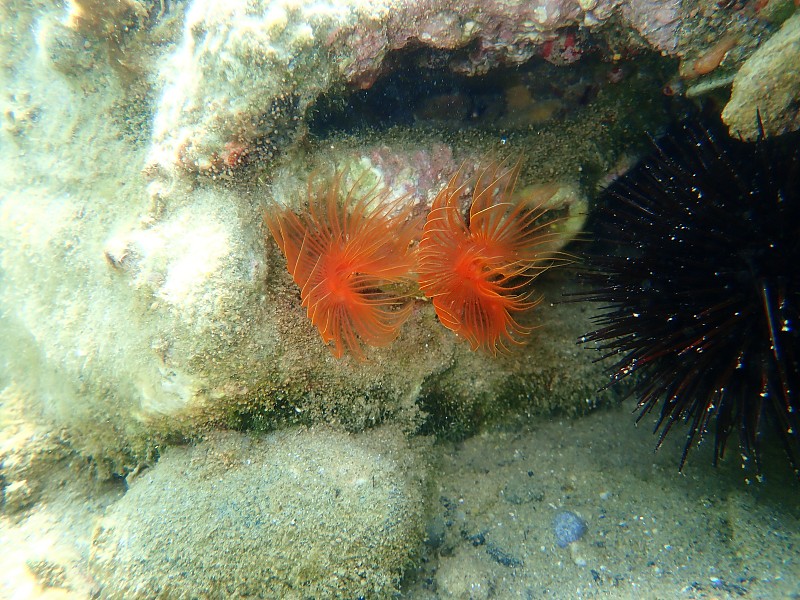 多毛纲海底光滑管虫或红点马蹄虫(管原虫)