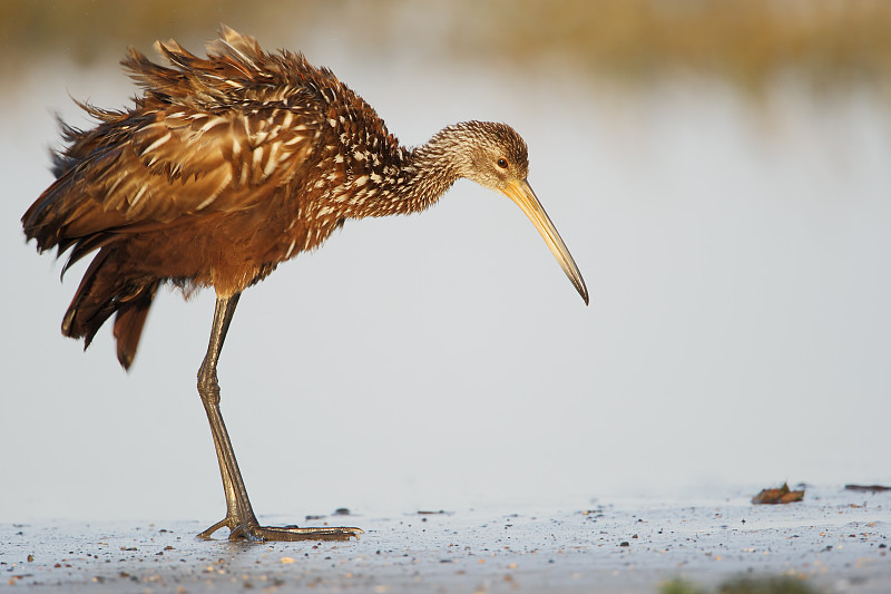 Limpkin (Aramus guarauna)站在水里，基西米，佛罗里达，美国