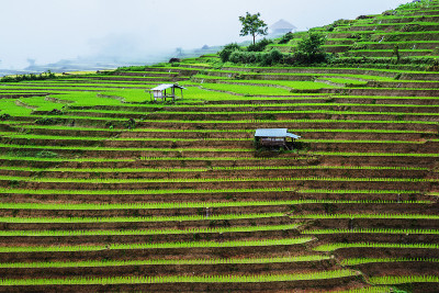 泰国清迈班帕蓬坪的梯田雨季景观旅游