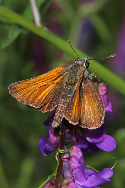 houque的Hesperia (Thymelicus sylvestris)。