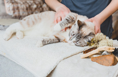 按摩猫的肩膀肌肉
