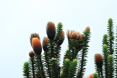 孤立的Chuquiraga jussieui，安第斯山脉的花，有橙色的花和浓密的绿色叶子