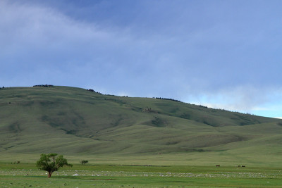 山中孤树