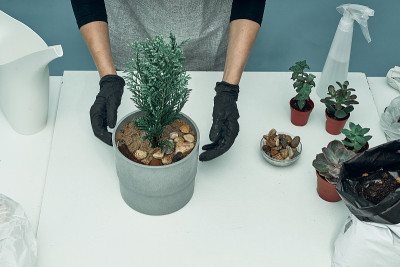 女孩在土和花盆里种室内植物和花。植物护理和保养。的爱好。