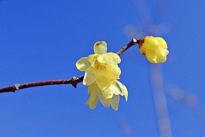 “蜡梅”像蜡像