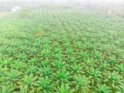 鸟瞰晨雾中的棕榈油种植园