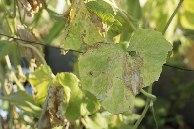 虫害是由危害黄瓜叶片的害虫、植物真菌、蓟马等病害引起的