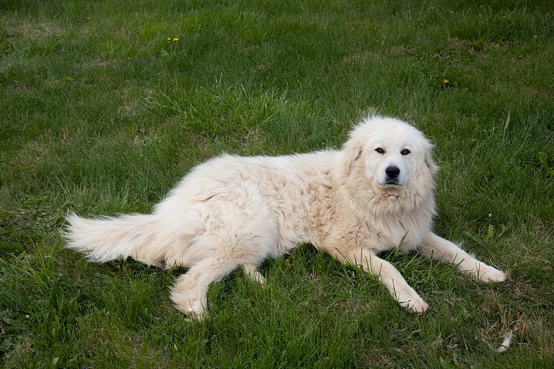 大比利牛斯山犬