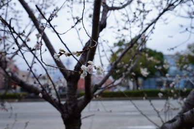 名古屋路边的花