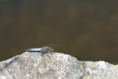 黑尾蜻蜓(Orthetrum cancellatum)