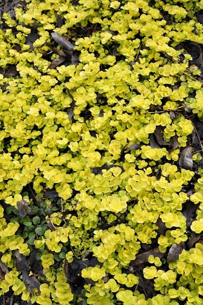 Lysimacha nummularia '金色或匍匐珍妮黄色植物，背景