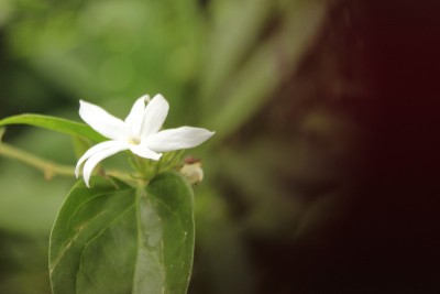 自然美。茉莉花
