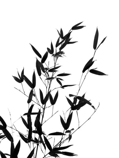 竹木与树枝