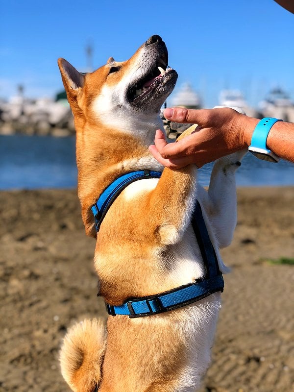 垂直拍摄的棕色柴犬与马具在沙滩上向上看