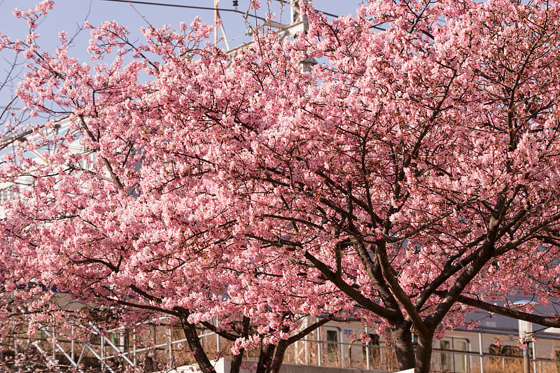 河津樱花盛开，江户川区，日本东京