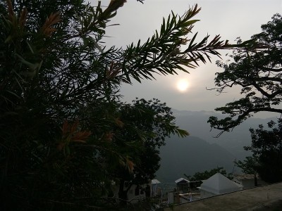 树的影子
