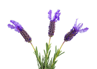 三个薰衣草花