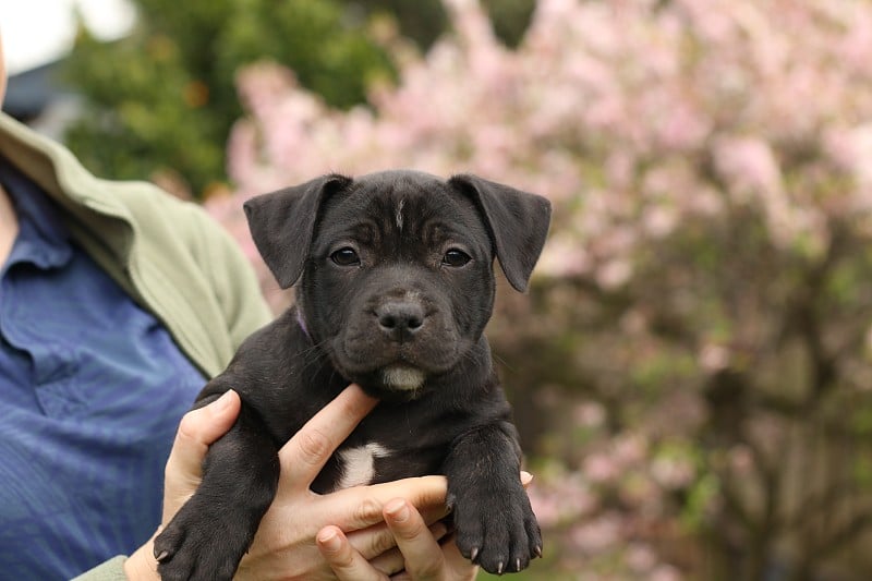 6周大的斯塔福德郡小猎犬在自家后院玩耍，主人摆姿势抱着它们，和它们的兄弟姐妹一起玩耍。